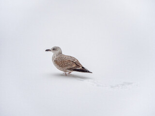 Birds in the winter. Young Seagull in the snow.