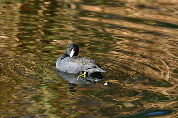 rear view coot