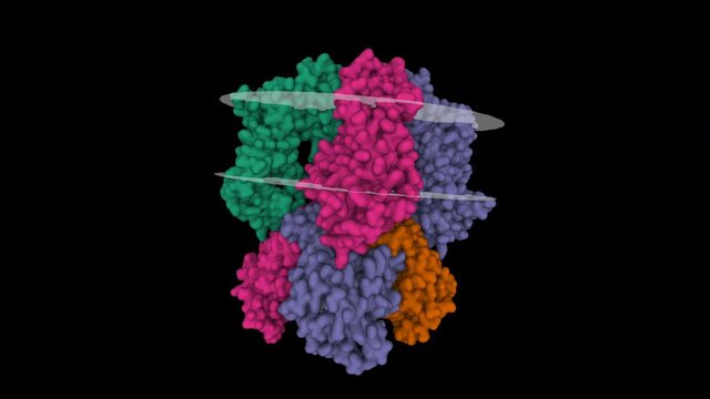Structure of human HCN1 channel in a hyperpolarized conformation. Animated 3D Gaussian surface models, PDB 6uqf, black background