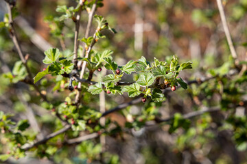 A fine photo of a green branch with young fresh gooseberry leaves with purple flowers on a beautiful blurred background is in a garden in spring