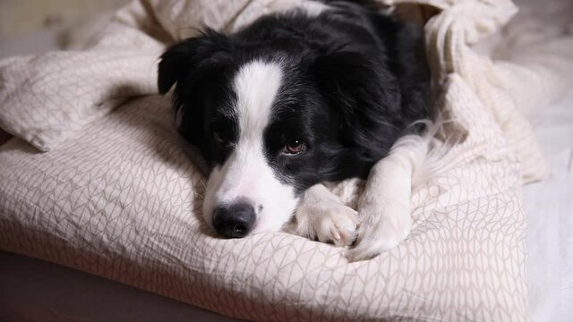 Funny cute puppy dog border collie lying on pillow blanket in bed. Do not disturb me let me sleep. Pet dog lying nap sleeping at home indoors. Funny pets animals life concept