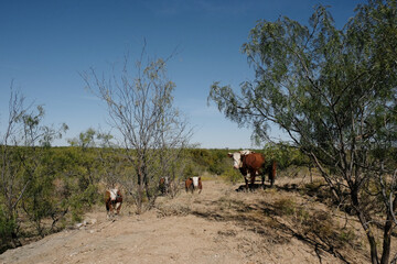 Hereford beef cattle in rural field of Texas ranch.