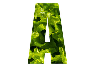 Letter A of the English alphabet made from fresh green lettuce leaves on a white isolated background. Bright alphabet for design