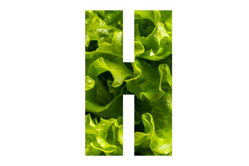 Letter H of the English alphabet made from fresh green lettuce leaves on a white isolated background. Bright alphabet for design