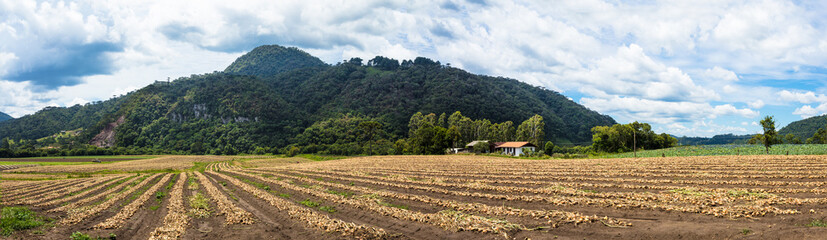 Fototapeta na wymiar Rural area in southern Brazil with onion harvest.