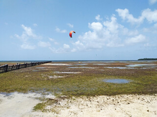 Kitesurfing kites in West Indies Sea at low tide and covered in algae under tropical blue sky....