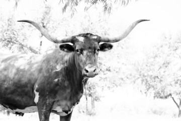 Confident Texas longhorn cow portrait on sunny day outdoors.