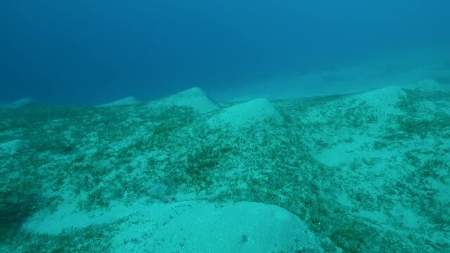 Camera moving forwards above seabed covered with green seagrass. Underwater landscape with Halophila seagrass. 4K-60fps