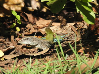 lizard on the ground