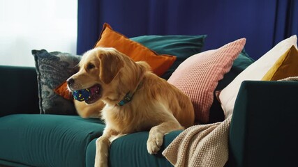 Golden retriever catching ball close-up. Dog lying on sofa in living room, posing. Happy domestic animal concept, best friends, puppy relaxing at home. Pet store and toys. 