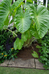 Lush heart shaped leaves tropical perennial planting in public garden.