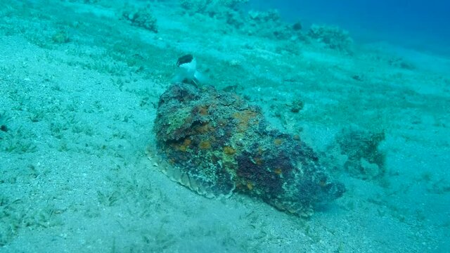 Close-up portrait of the Stonefish quickly moves along the sandy bottom covered with green seagrass. Follow shot. Reef Stonefish (Synanceia verrucosa). 4K-60fps
