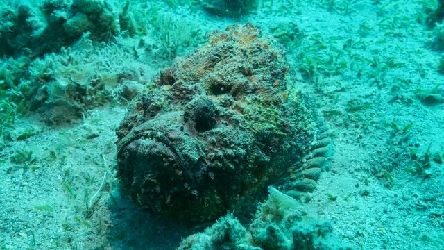 Close-up of the Stonefish lies on sandy bottom covered with green seagrass. Camera moving forwards. Reef Stonefish (Synanceia verrucosa). 4K-60fps
