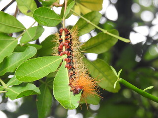 Red caterpillar on a leaf