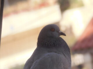 pigeon sitting on the stone