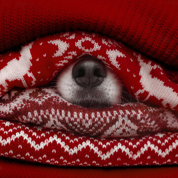 christmas black and white dog nose in red and white wool sweaters with deers and ornament decor
