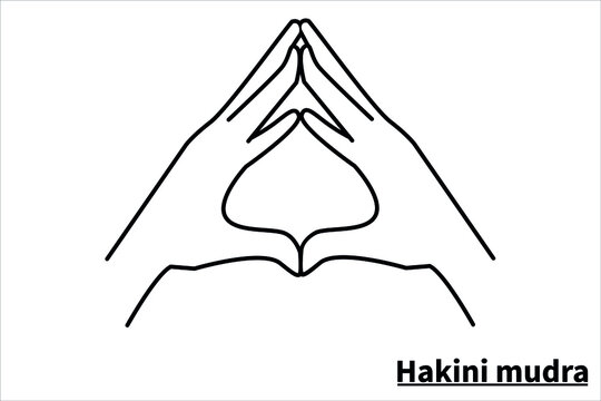Hakini mudra, isolated on white background. Meditation technique for health. Correct placement of the fingers. Vector