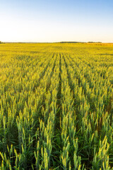 A country road in a wheaten shiny field duting sunset or sunrise with golden wheat and sun rays, beautiful sky and path, rows leading far away, valley landscape