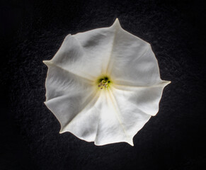One flower on a black background. Flat lay, top view.