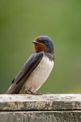 swallow on a fence