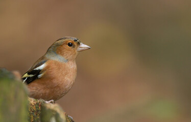 isolated female chaffinch