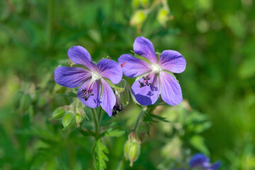 Forest geranium Geranium sylvaticum flower illuminated by the suns on a dark background.