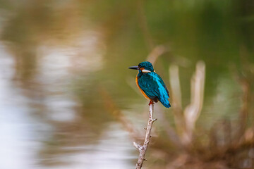 kingfisher on the dry branch