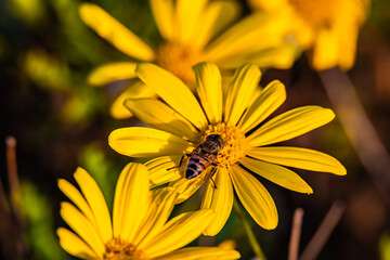 bee on yellow flower in the garden