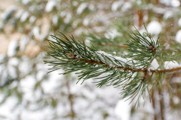 Defocus fir tree branches, avalanche and snow. Natural background. Evergreen tree in winter, a lot of snow. Fir, pine, spruce tree. Cold weather. Wintertime in woodland. Close-up. Out of focus