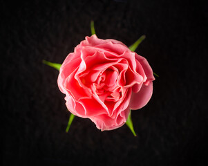 Fototapeta premium Studio shot of flower on black background. For design. Nature.