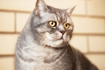 Portrait of an incredibly beautiful gray British Shorthair cat.