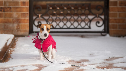 Lonely dog jack russell terrier got lost on the street in winter. 