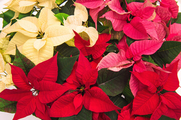 Red pink yellow poinsettia. Christmas flower. Floral background