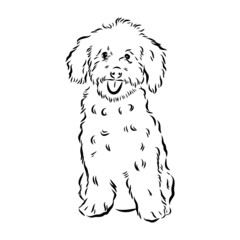 Labradoodle Mix dog - vector isolated illustration on white background