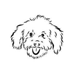 Labradoodle Mix dog - vector isolated illustration on white background