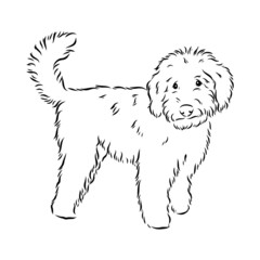 Labradoodle Mix dog - vector isolated illustration on white background