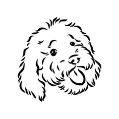 Labradoodle Mix dog - vector isolated illustration on white background