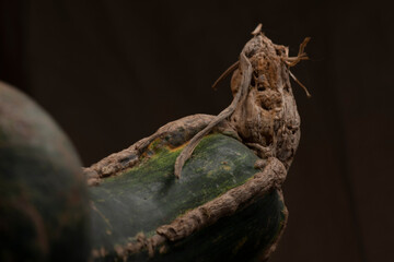 calabaza mexicana de frutos amarillos alimento natural en mexico