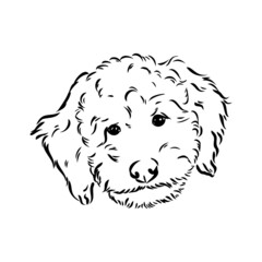 Labradoodle Mix dog - vector isolated illustration on white background