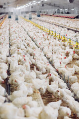 Indoors chicken farm, chicken feeding