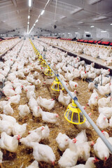 Indoors chicken farm, chicken feeding © davit85