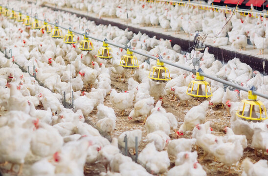 Indoors chicken farm, chicken feeding