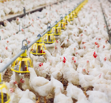 Indoors chicken farm, chicken feeding