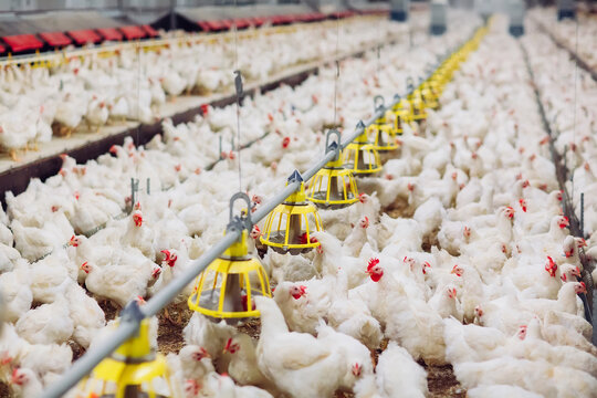 Indoors chicken farm, chicken feeding