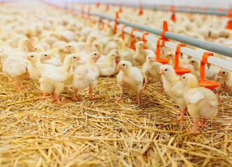 Indoors chicken farm, chicken feeding © davit85