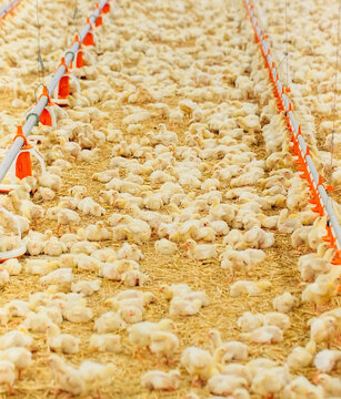 Indoors chicken farm, chicken feeding