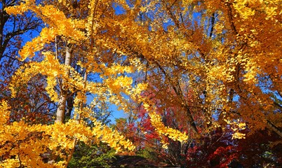 Yellow fan-shaped leaves of the ginkgo biloba tree in autumn