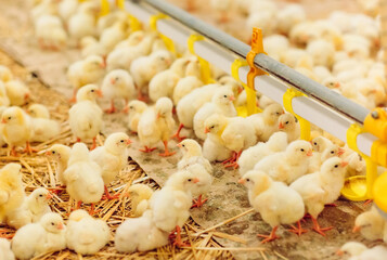 Indoors chicken farm, chicken feeding