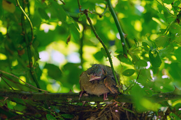 A fledgling Northern Cardinal chick bird standing by the nest