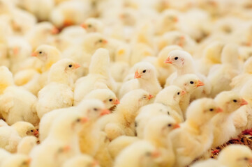 Indoors chicken farm, chicken feeding